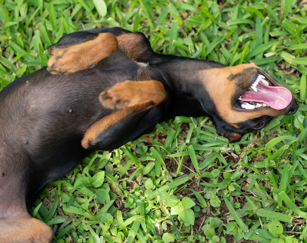 Questions About Hormones